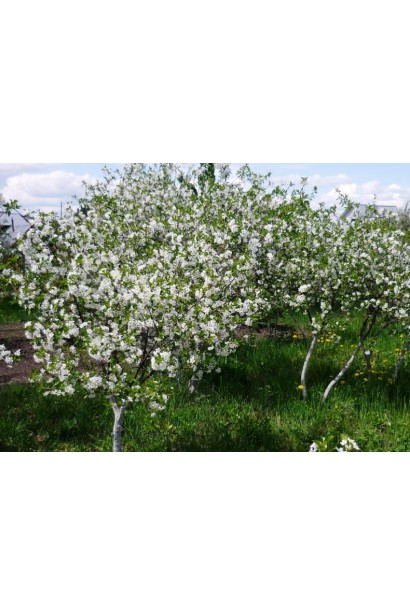 Вишня Шоколадниця - дерева в саду